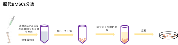 第二節(jié)：大鼠/小鼠骨髓間充質(zhì)干細(xì)胞原代分離過程