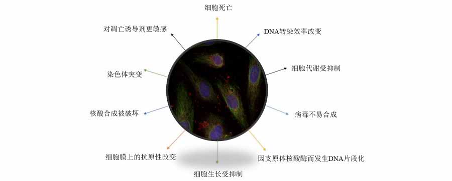 細(xì)胞支原體危害