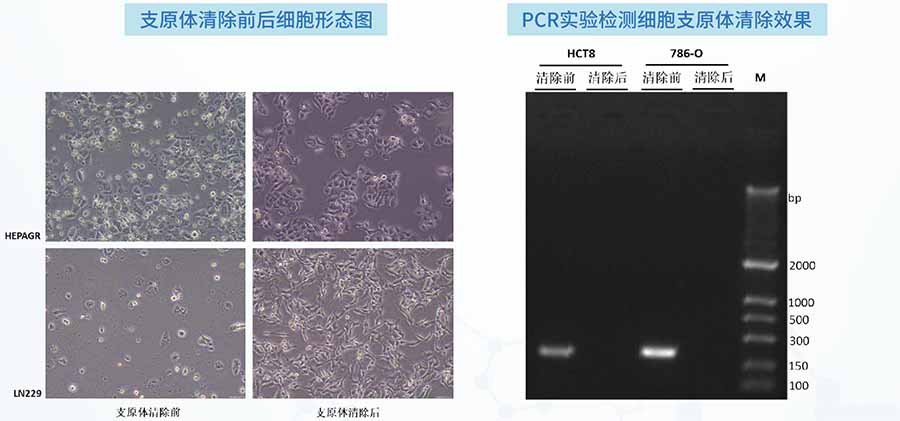 細(xì)胞支原體清除項(xiàng)目案例
