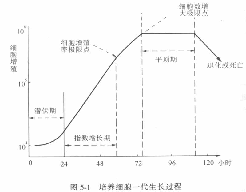 細(xì)胞培養(yǎng)生長過程圖