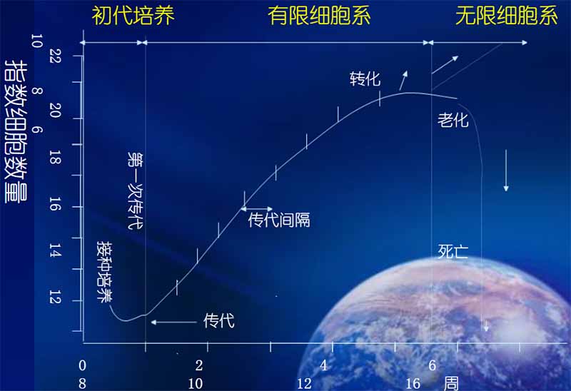 細(xì)胞生命期圖