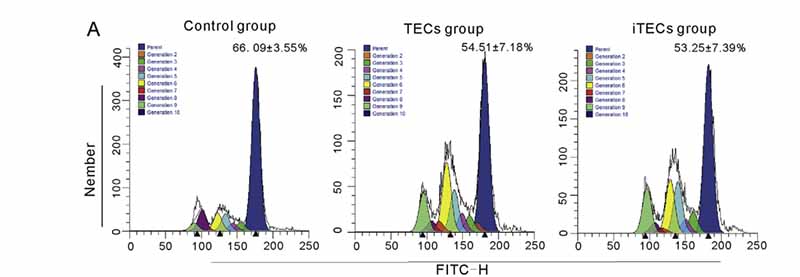 圖4.CSFE染色用于測試TECs和iTECs對THP-1細胞增殖的影響