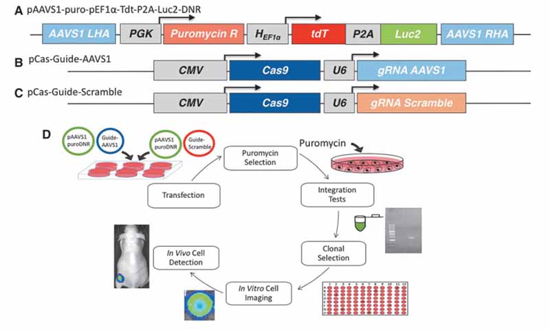 圖1. 腺相關(guān)病毒整合位點(diǎn) 1 (AAVS1) 靶向 CRISPR-Cas9 雙質(zhì)粒系統(tǒng)和基因組編輯方案