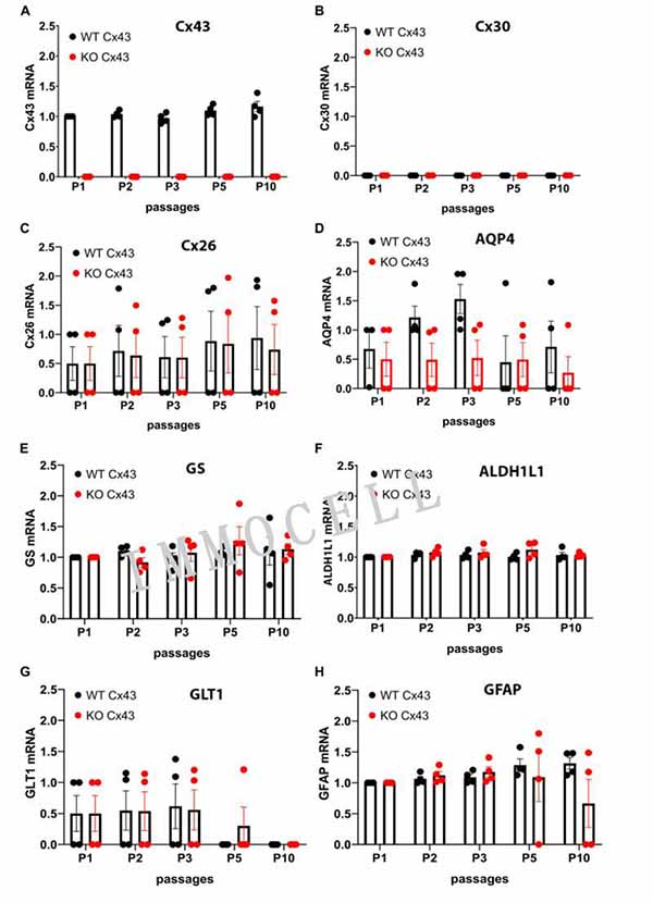 定量 RT-PCR 顯示轉導后 10 次傳代期間編碼星形膠質細胞蛋白的 mRNA 的表達水平圖