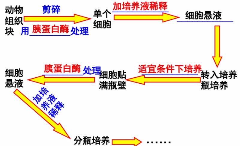 動物細胞培養(yǎng)過程圖
