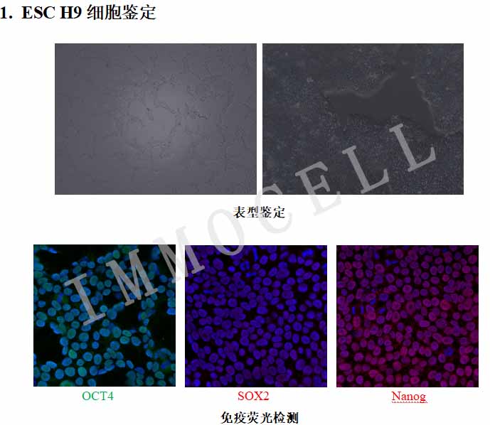 H9人胚胎干細(xì)胞熒光檢測(cè)