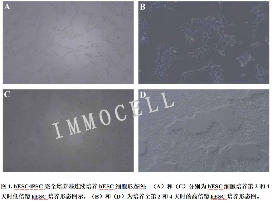 hESC/iPSC完全培養(yǎng)基連續(xù)培養(yǎng)hESC細(xì)胞形態(tài)圖
