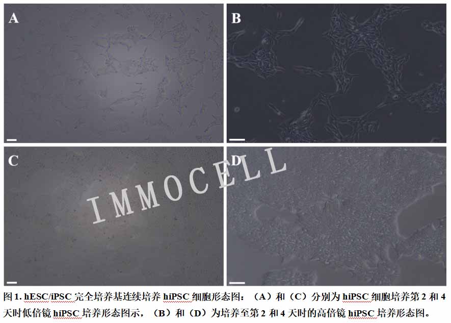 hESC/iPSC完全培養(yǎng)基連續(xù)培養(yǎng)hiPSC細胞形態(tài)圖