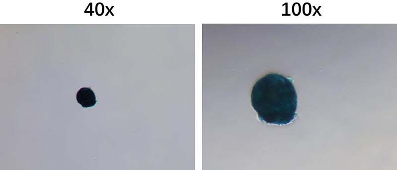 間充質(zhì)干細(xì)胞成軟骨分化染色效果圖