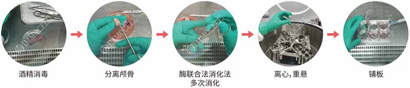 大鼠成骨細(xì)胞操作步驟圖片