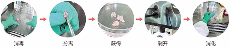 大鼠下丘腦神經(jīng)干細(xì)胞（NSCs）分離培養(yǎng)操作步驟