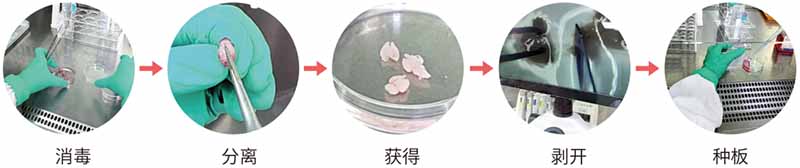 小鼠星形膠質(zhì)細(xì)胞 （Astrocytes）分離培養(yǎng)步驟