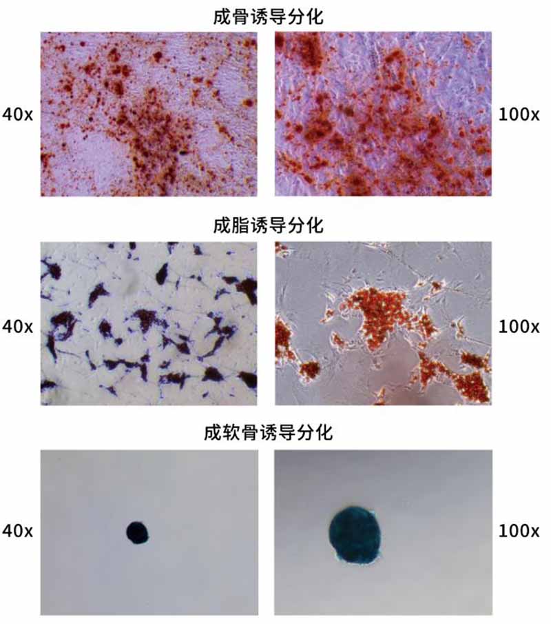 小鼠間充質(zhì)干細(xì)胞三系分化鑒定