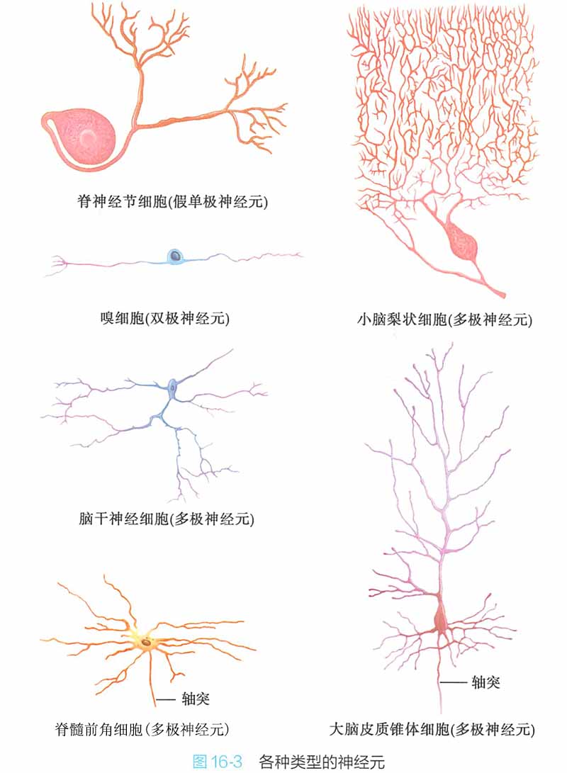 神經(jīng)元類型