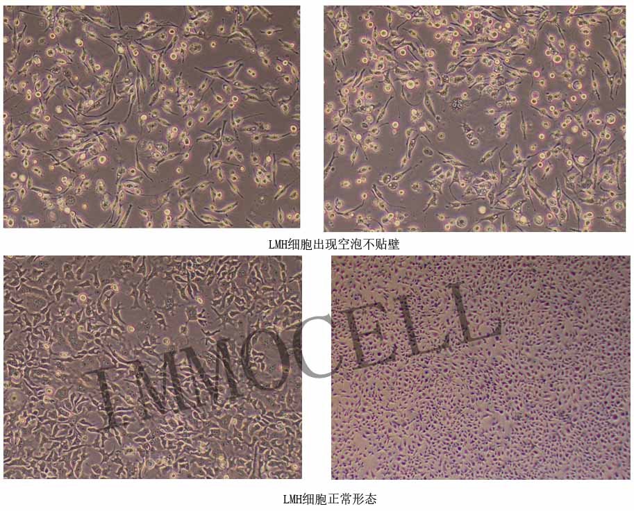 LMH細(xì)胞復(fù)蘇出現(xiàn)空泡 部分不貼壁 細(xì)胞干癟圖片