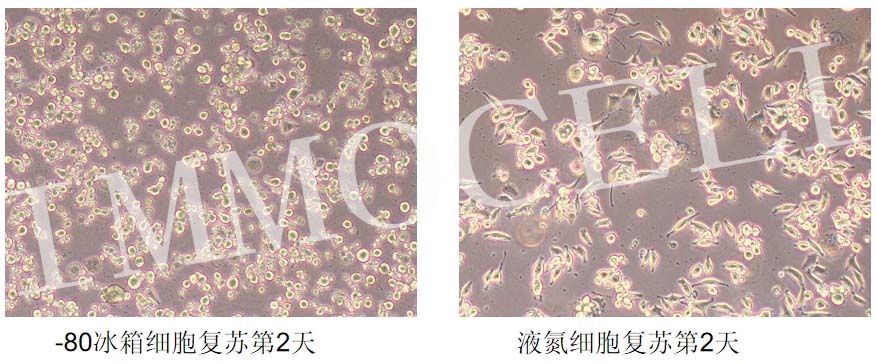 L929小鼠成纖維細(xì)胞復(fù)蘇圖