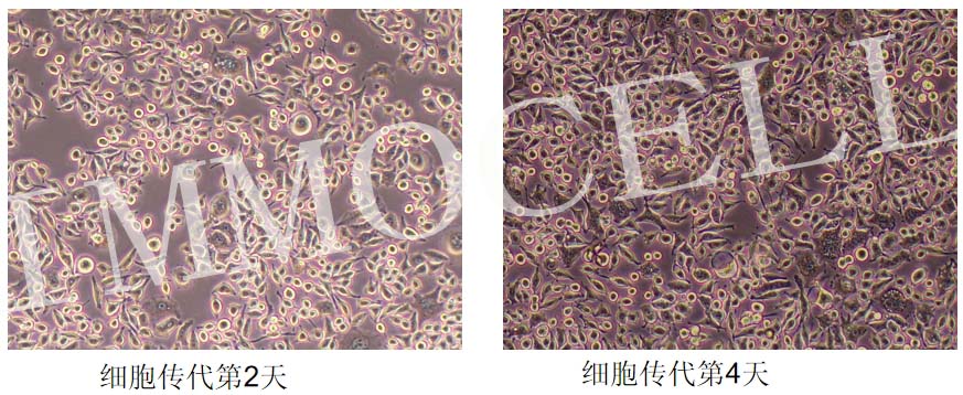 L929小鼠成纖維細(xì)胞形態(tài)圖
