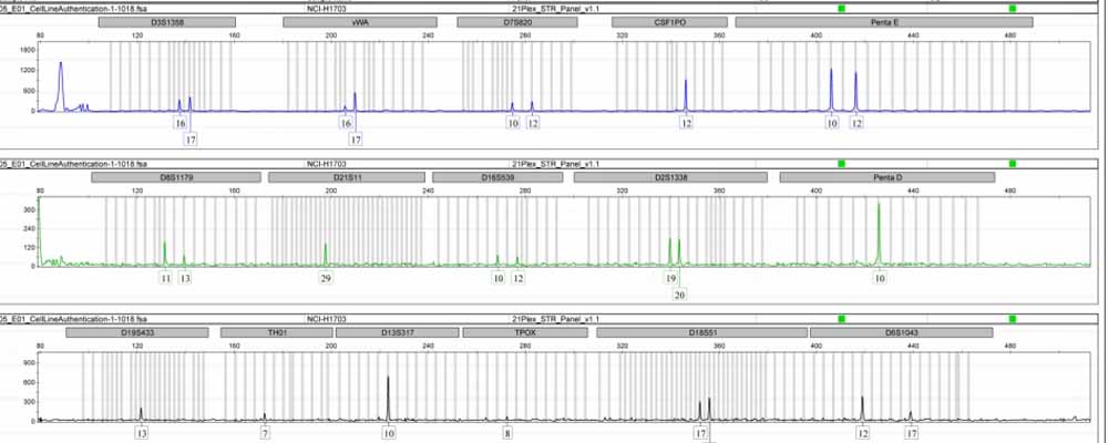 NCI-H1703-LUC.jpg