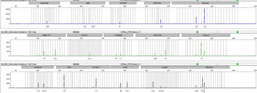 MKN-28-LUC-EGFP.jpg