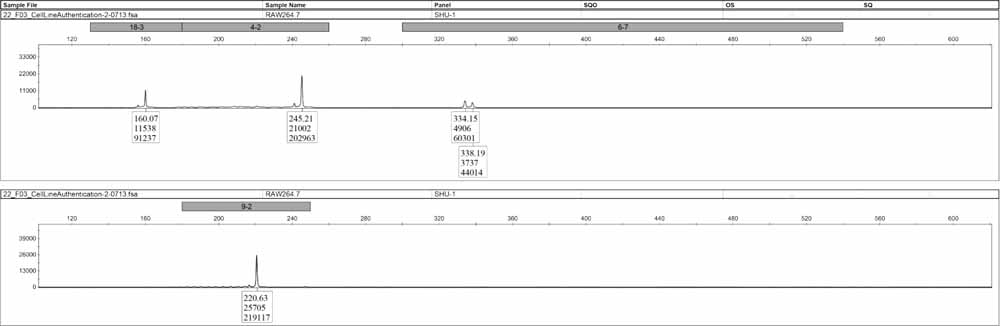 RAW264.7小鼠單核巨噬細(xì)胞.jpg