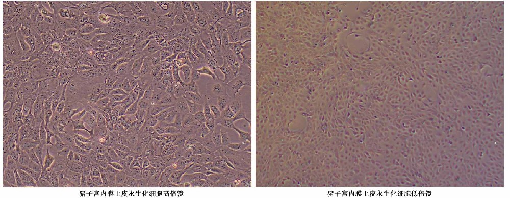 豬子宮內(nèi)膜上皮永生化細(xì)胞形態(tài)特征圖片