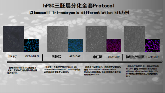 Tri-embryonic differentiation kit三胚層分化試劑盒提供了一種簡單的誘導(dǎo)方案