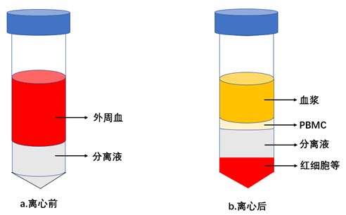 圖稀釋外周血離心前后的分層狀態(tài)圖