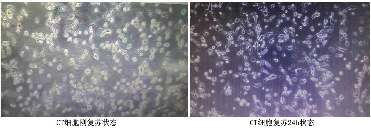 CT26小鼠結(jié)腸癌細胞復(fù)蘇貼的不多，活率不高圖片