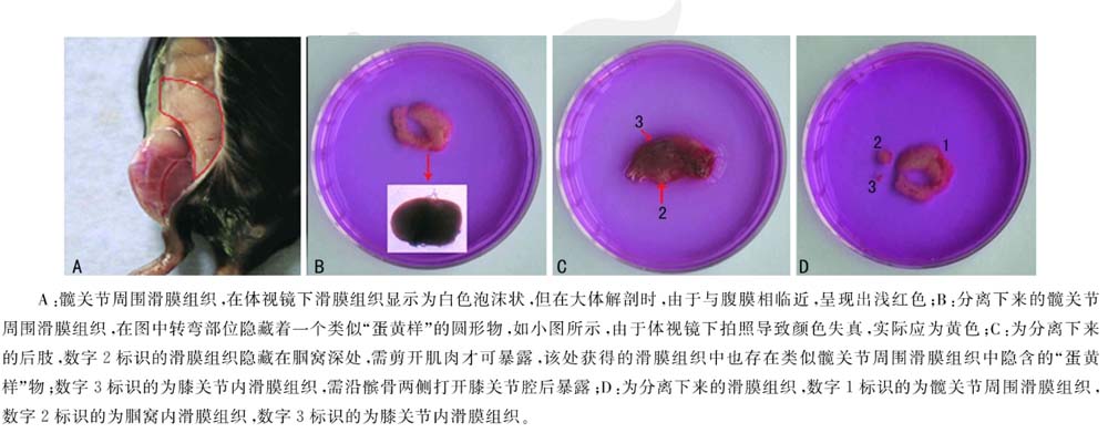 小鼠關(guān)節(jié)內(nèi)滑膜組織圖片