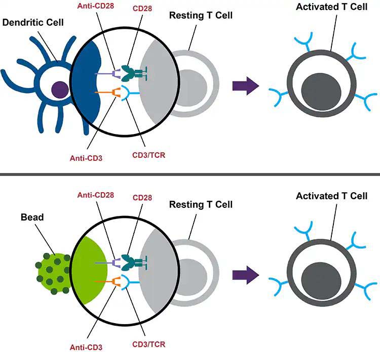 CD4+胸腺細胞圖片