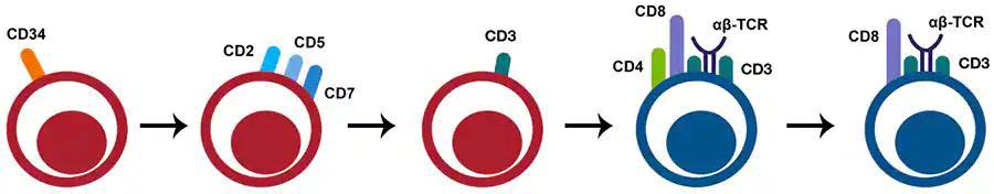 cd8T圖片
