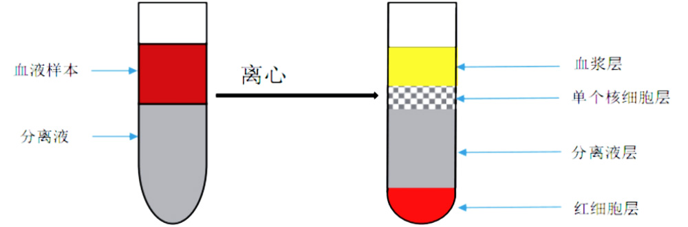 γδT細胞分離圖例
