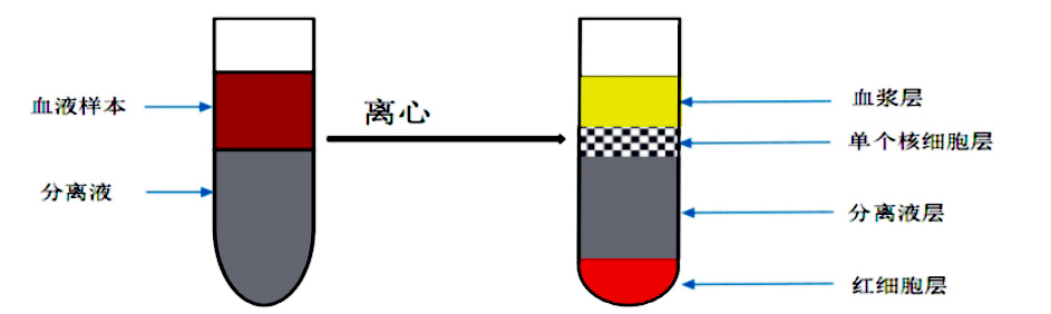 NK細(xì)胞分離圖例