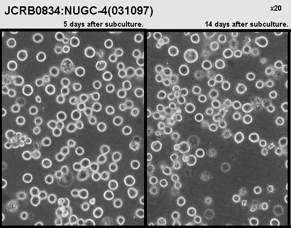NUGC4人胃癌細(xì)胞圖片