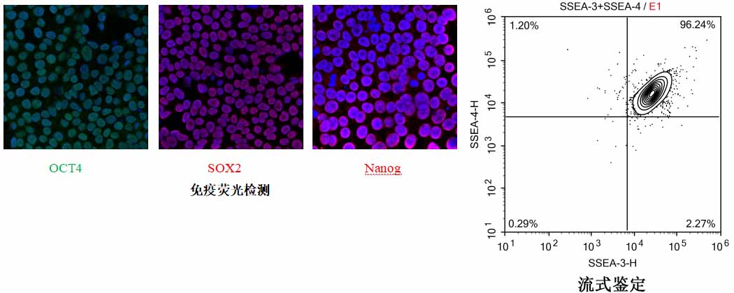 H1細(xì)胞熒光檢測(cè)圖片