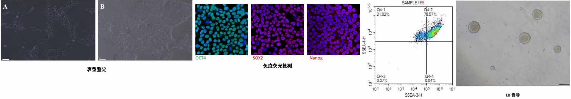 hiPSC人多能干細胞熒光檢測
