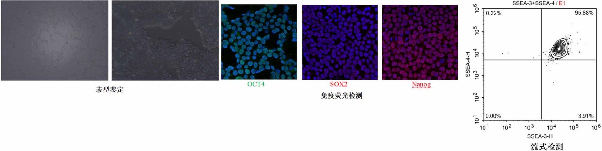 hESC（H9）人胚胎干細(xì)胞熒光檢測圖片