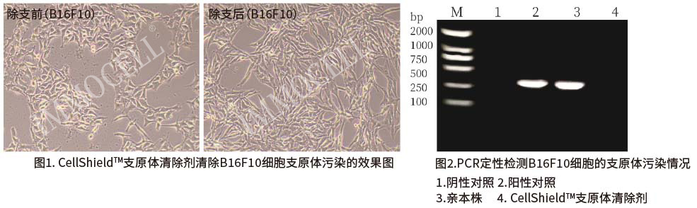 支原體清除劑使用效果圖片