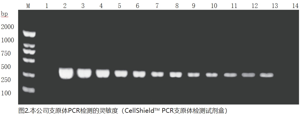 圖2:支原體PCR檢測的靈敏度