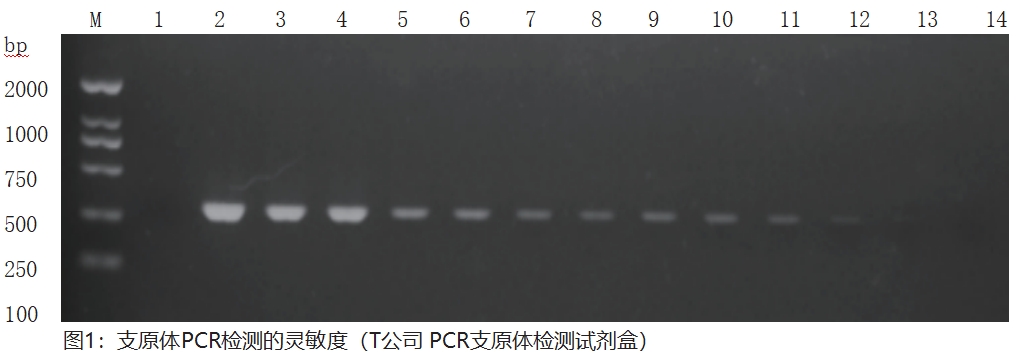 圖1:支原體PCR檢測的靈敏度