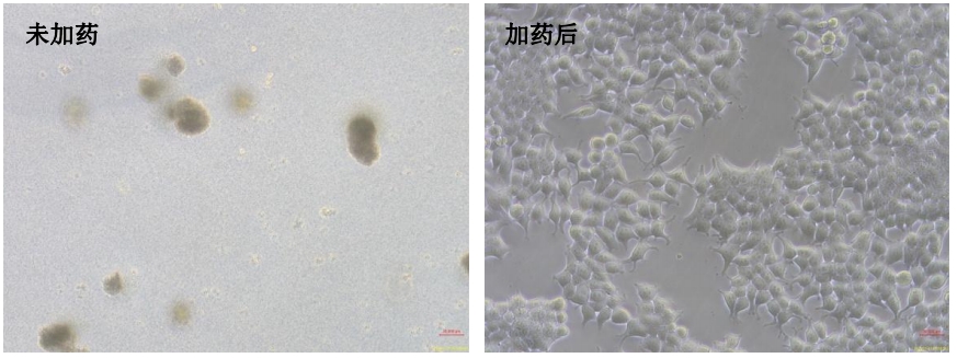 細(xì)菌清除劑(1000X)產(chǎn)品效果展示圖1