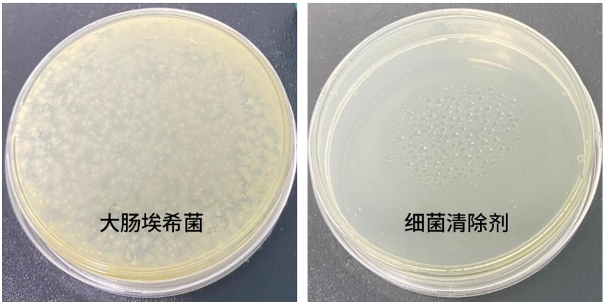 平板抑菌實(shí)驗(yàn)中，加入CellShieldTM細(xì)菌清除劑的平板無(wú)菌生長(zhǎng)圖
