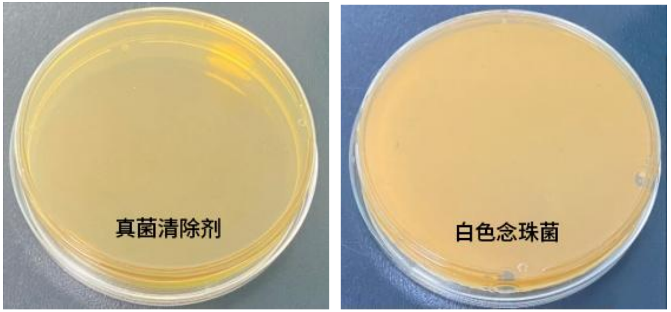 真菌清除劑產(chǎn)品效果圖2