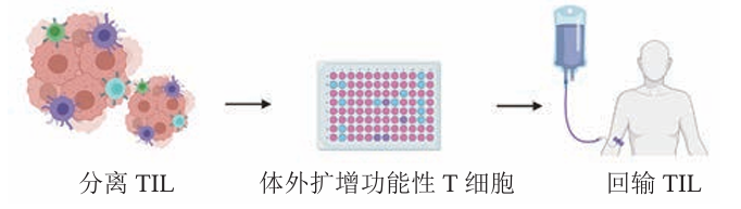 TIL(?腫瘤浸潤淋巴細(xì)胞)?療法圖