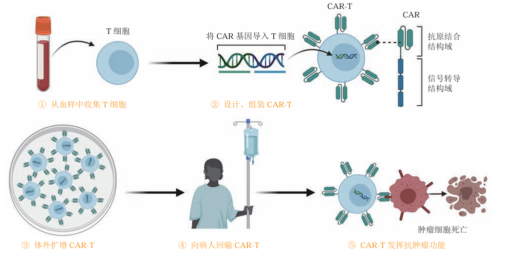 CAR-T(?嵌合體抗原受體T細(xì)胞)?療法圖