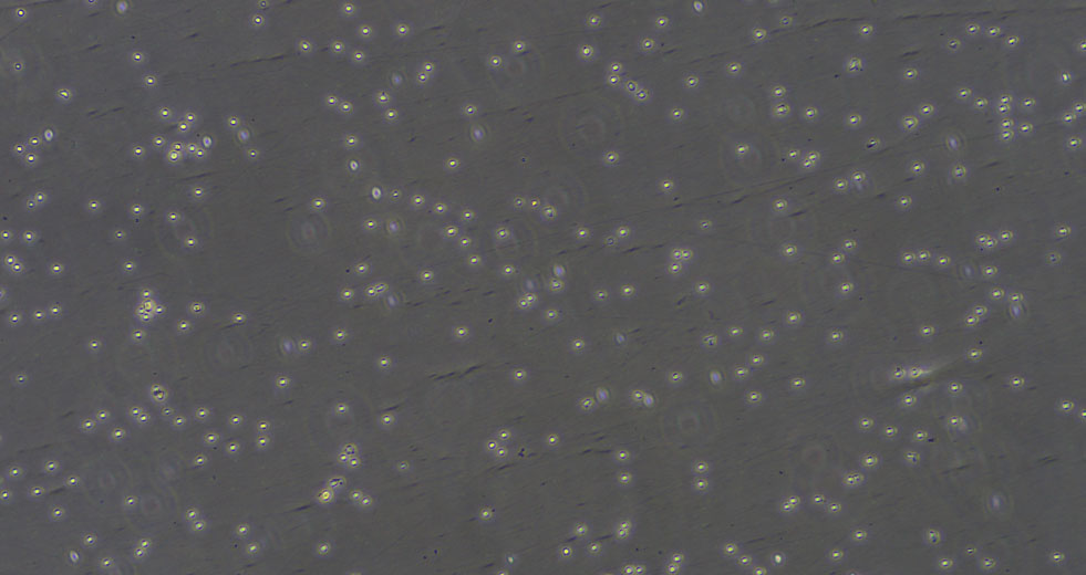小鼠脾臟CD4+T細胞形態(tài)圖片