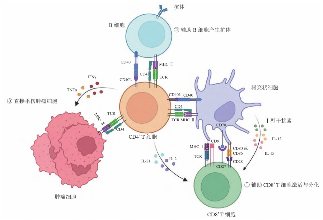 小鼠脾臟CD4+T細胞研究應用圖2
