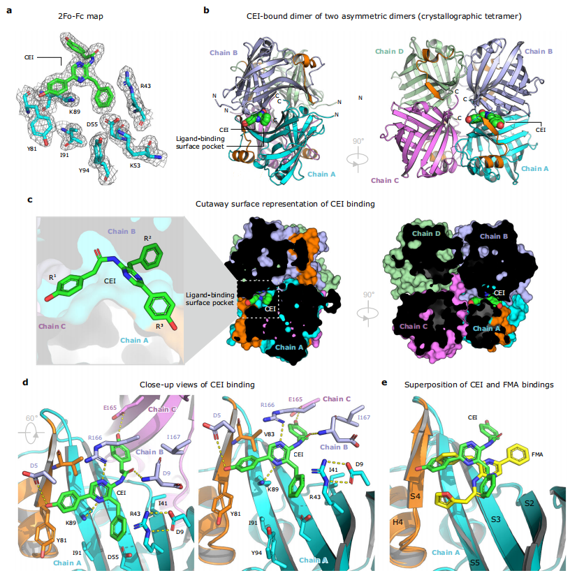 圖2：NanoLuc熒光素酶與CEl(coelenteramide)結(jié)合的晶體結(jié)構(gòu)