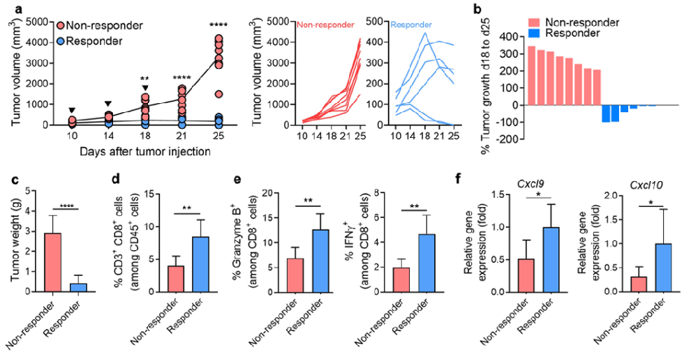 圖1：[68Ga]Ga-MSA納米顆粒成像在監(jiān)測(cè)腫瘤微環(huán)境中腫瘤相關(guān)巨噬細(xì)胞的示意圖。