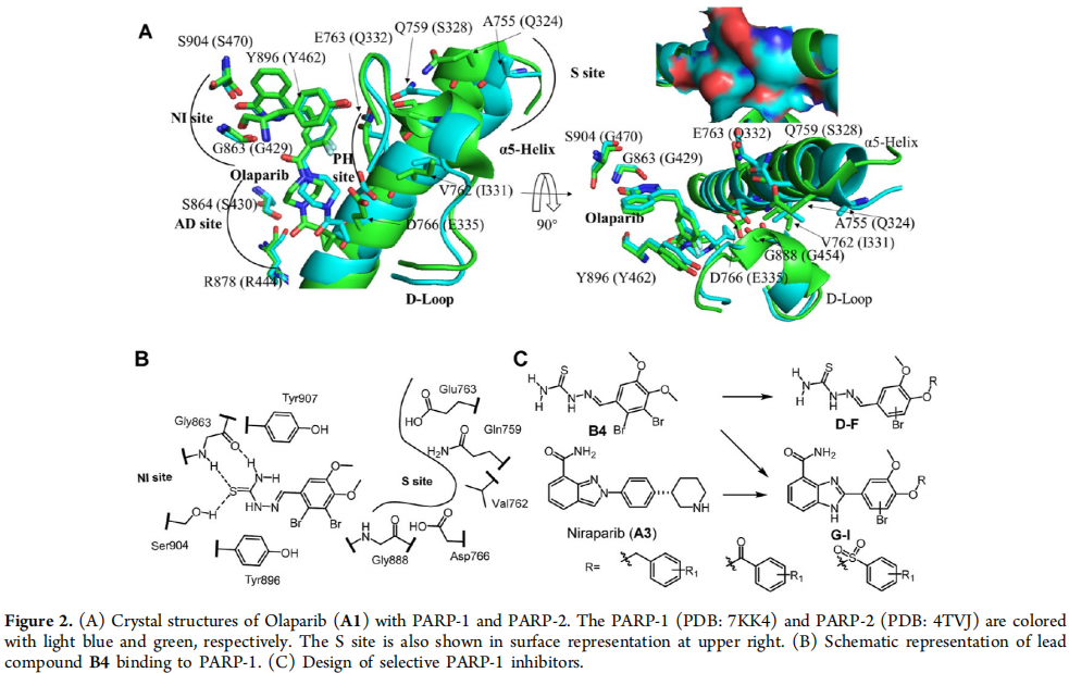 Olaparib (A1) 與PARP-1和PARP-2的晶體結(jié)構(gòu)